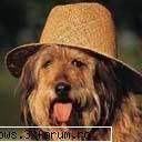 poze cu animale - oups.. - PiCs...;)