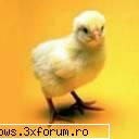 poze cu animale - oups.. - PiCs...;)