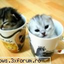 poze cu animale - oups.. - PiCs...;)