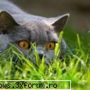 poze cu animale - oups.. - PiCs...;)