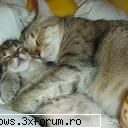 poze cu animale - iubire mah nu alceva - PiCs...;)